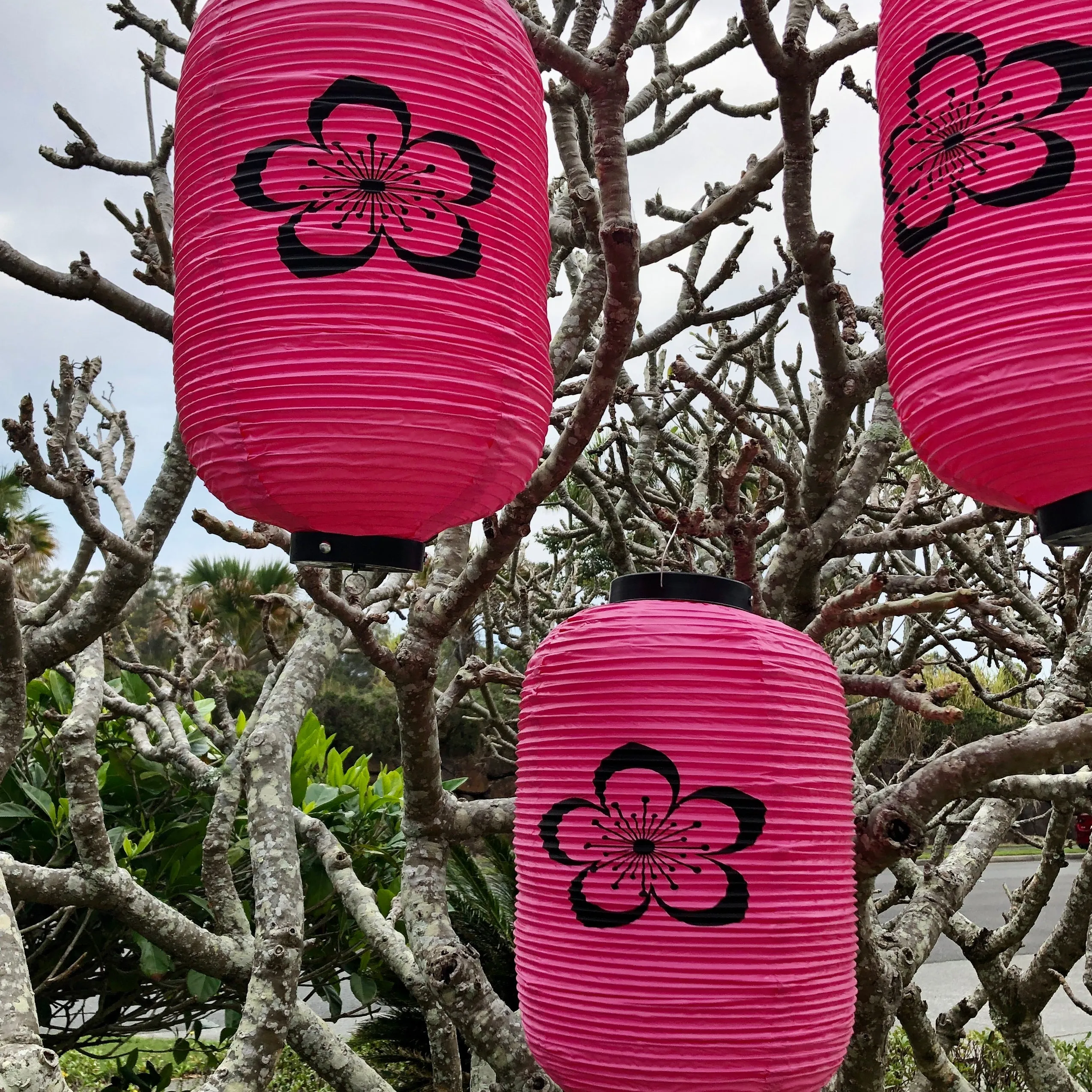 CLEARANCE SALE - Pink Sakura Blossom Japanese Lantern (24cm x 50cm) Vinyl