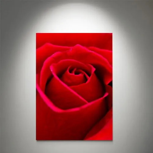 GADGETS WRAP Canvas Gallery Wrap Framed for Home Office Studio Living Room Decoration (11x17inch) - Beautiful Red Rose Flower Closeup