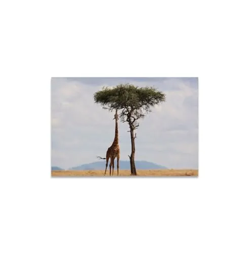 GADGETS WRAP Canvas Gallery Wrap Framed for Home Office Studio Living Room Decoration (11x9inch) - Giraffe & Tree On Mountain