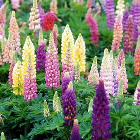 Lupine - Mixed Colors