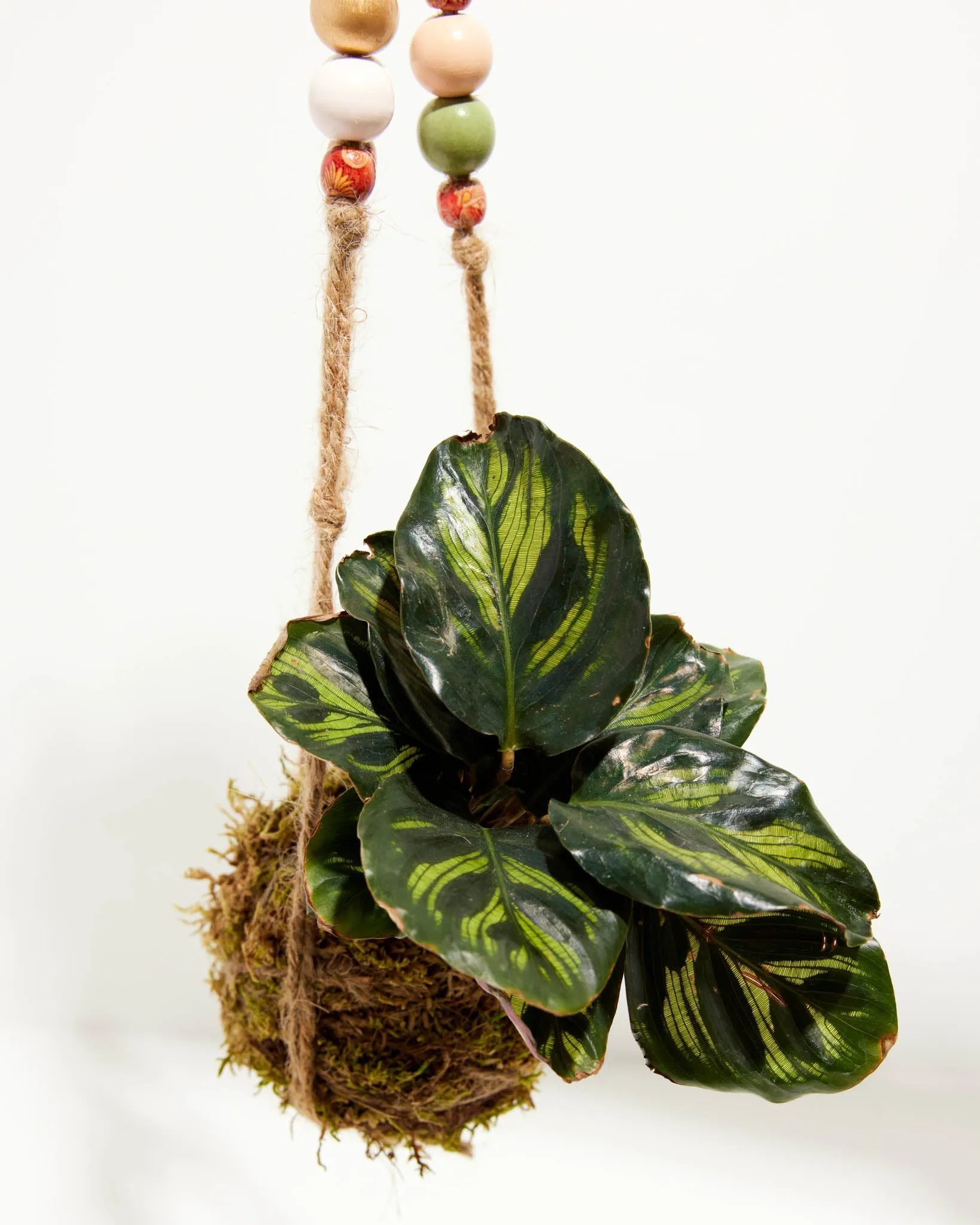 Moss Ball Hanging Plant