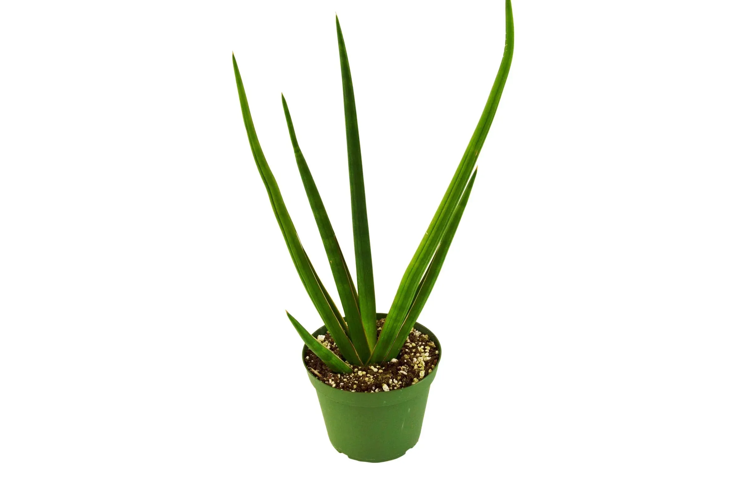 Sansevieria Cylindrica