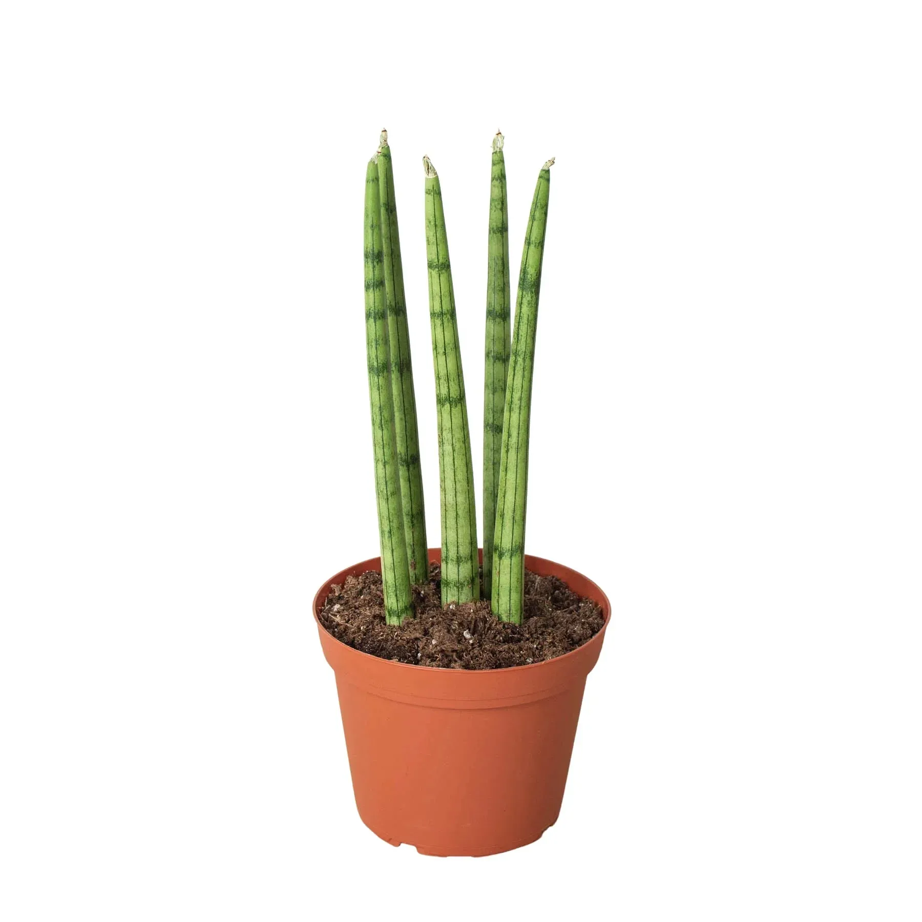 Sansevieria Cylindrica