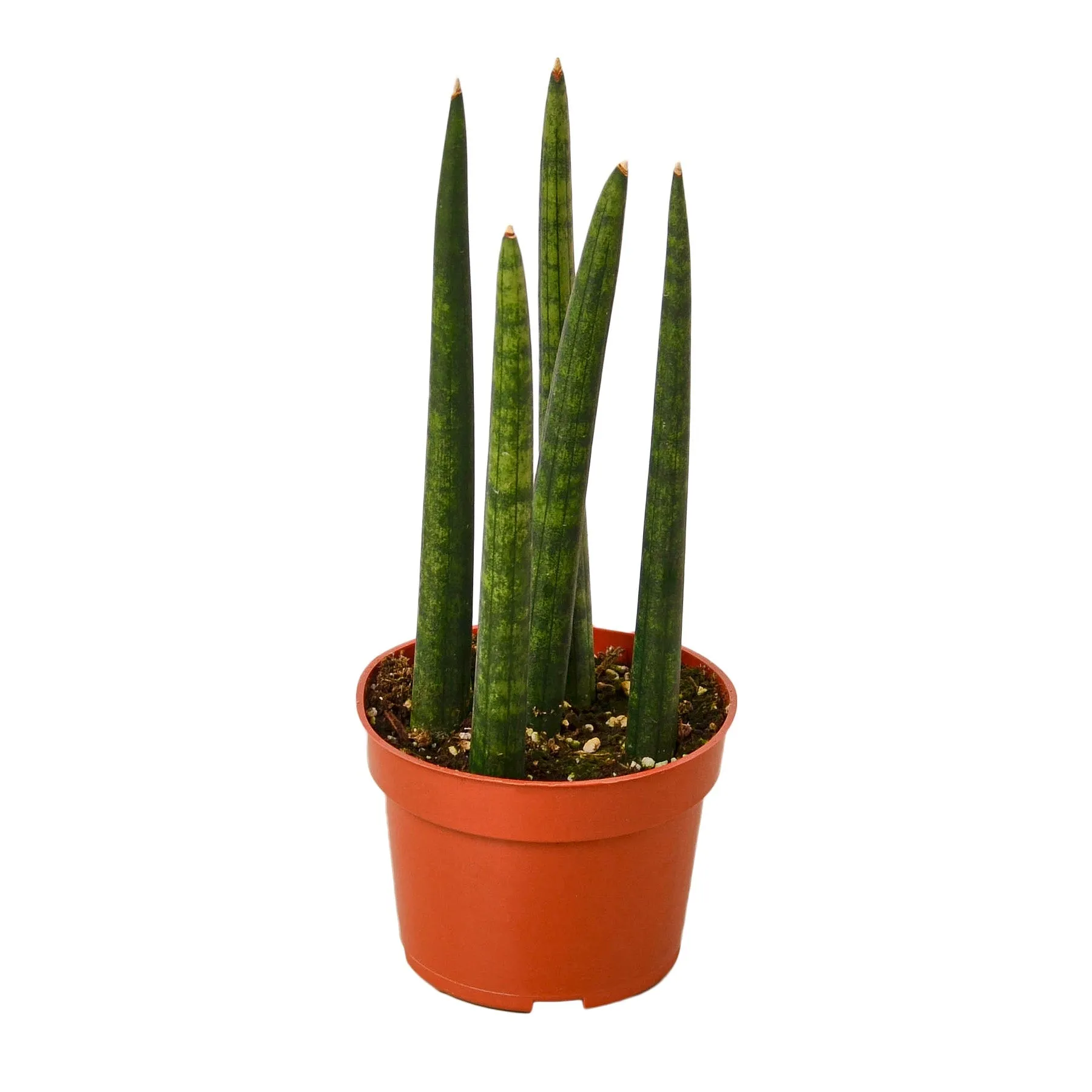 Sansevieria Cylindrica