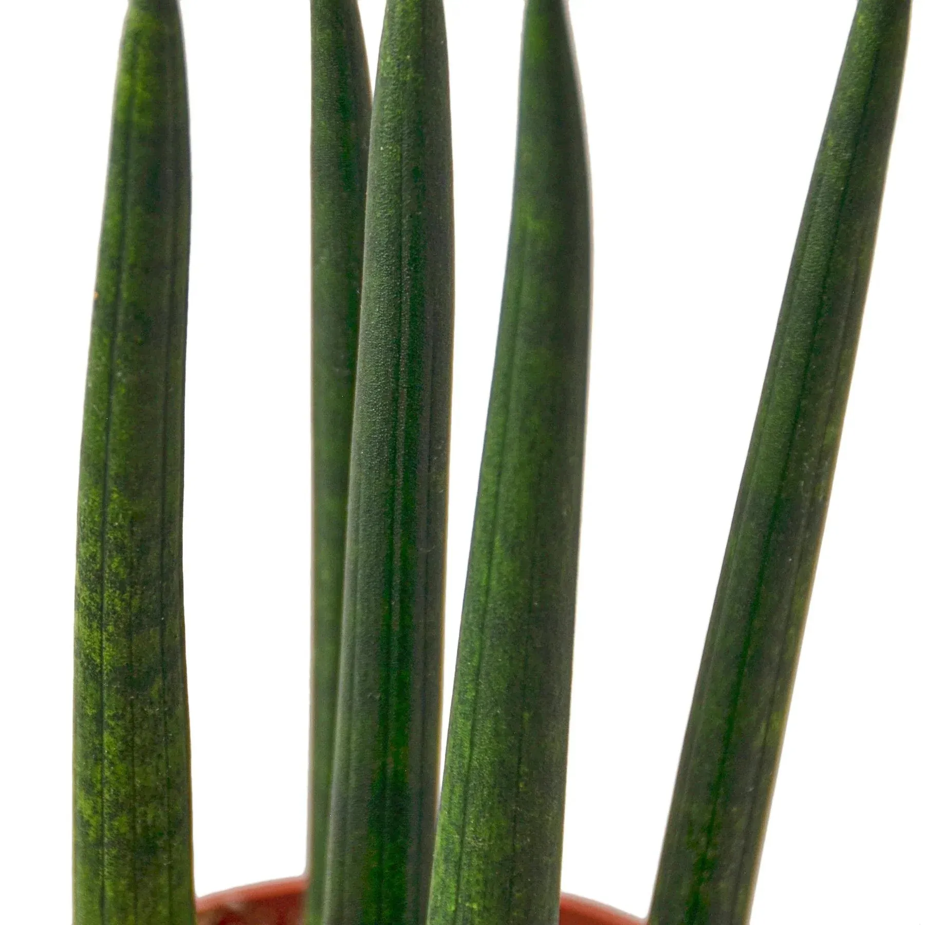 Sansevieria Cylindrica