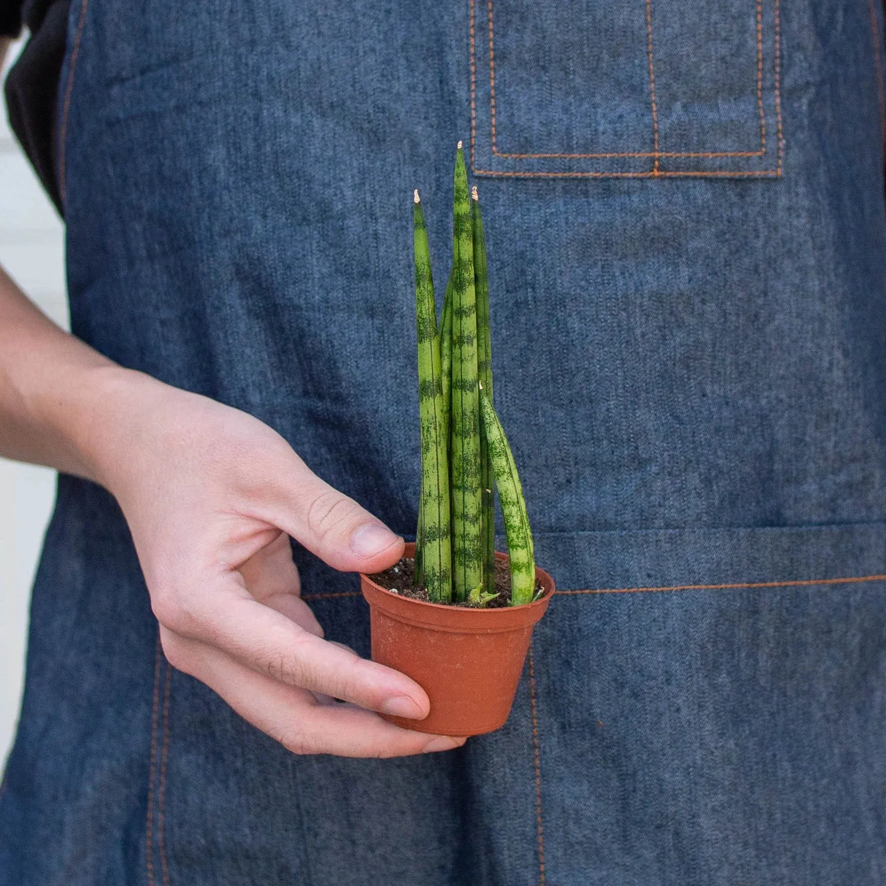 Sansevieria Cylindrica