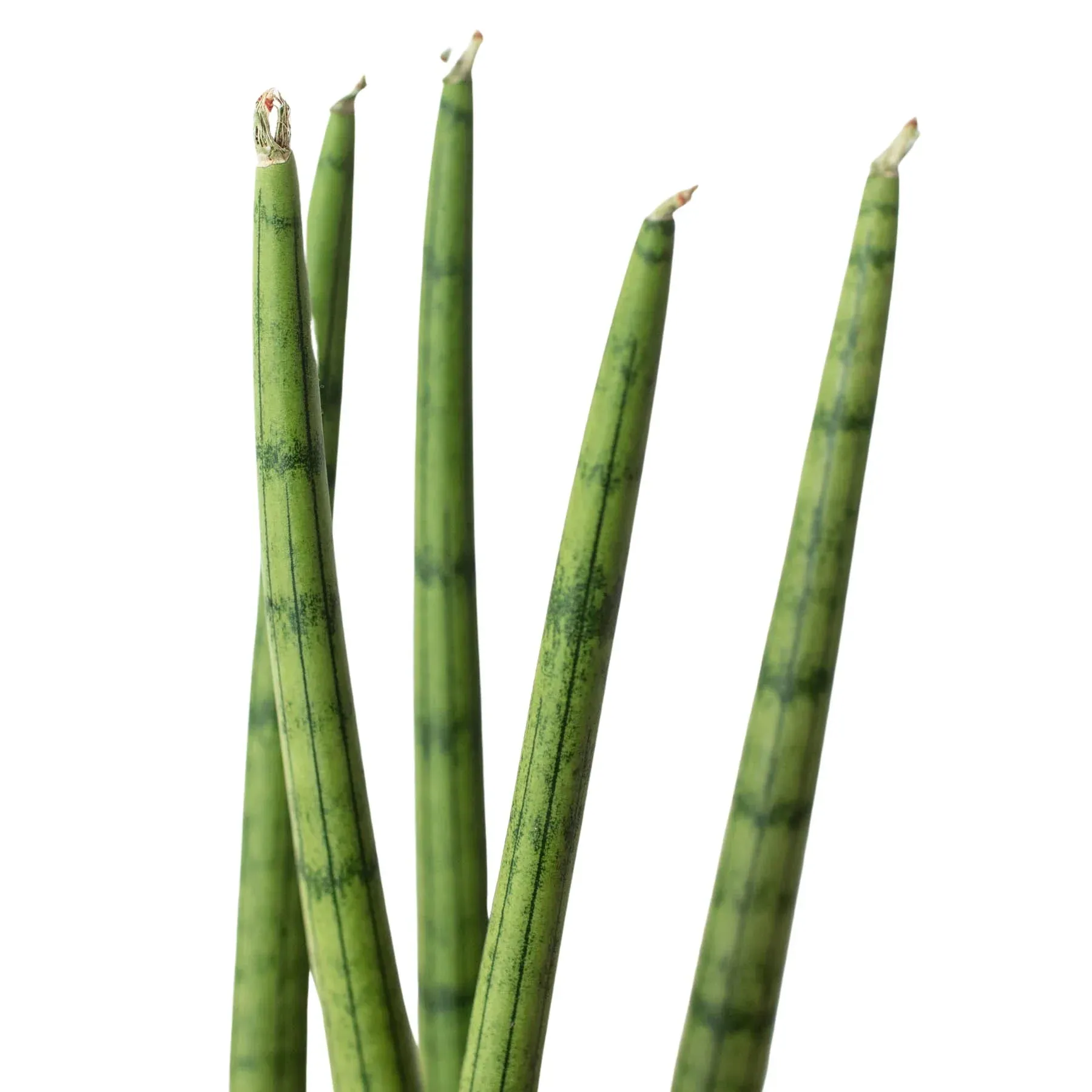 Sansevieria Cylindrica