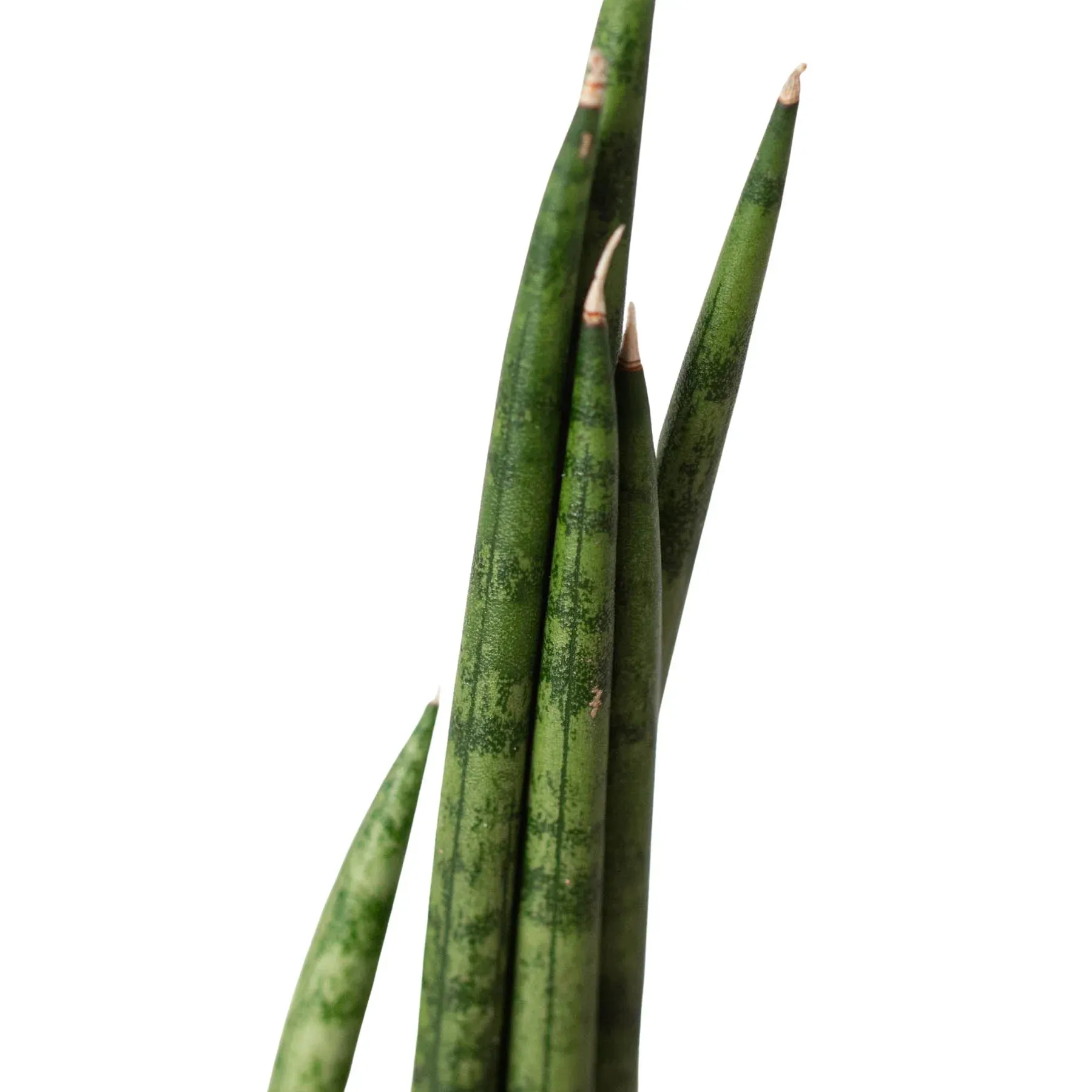 Sansevieria Cylindrica