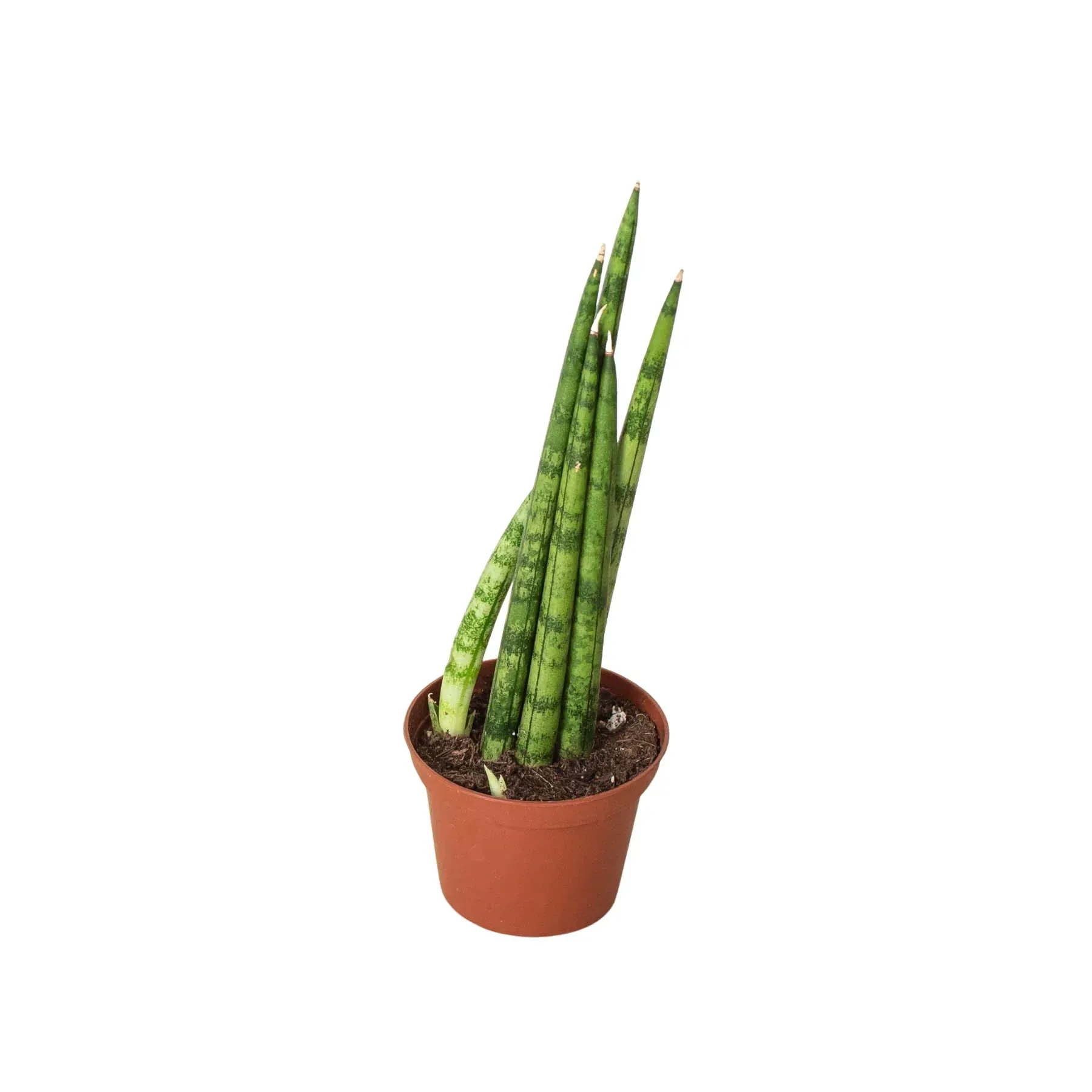 Sansevieria Cylindrica