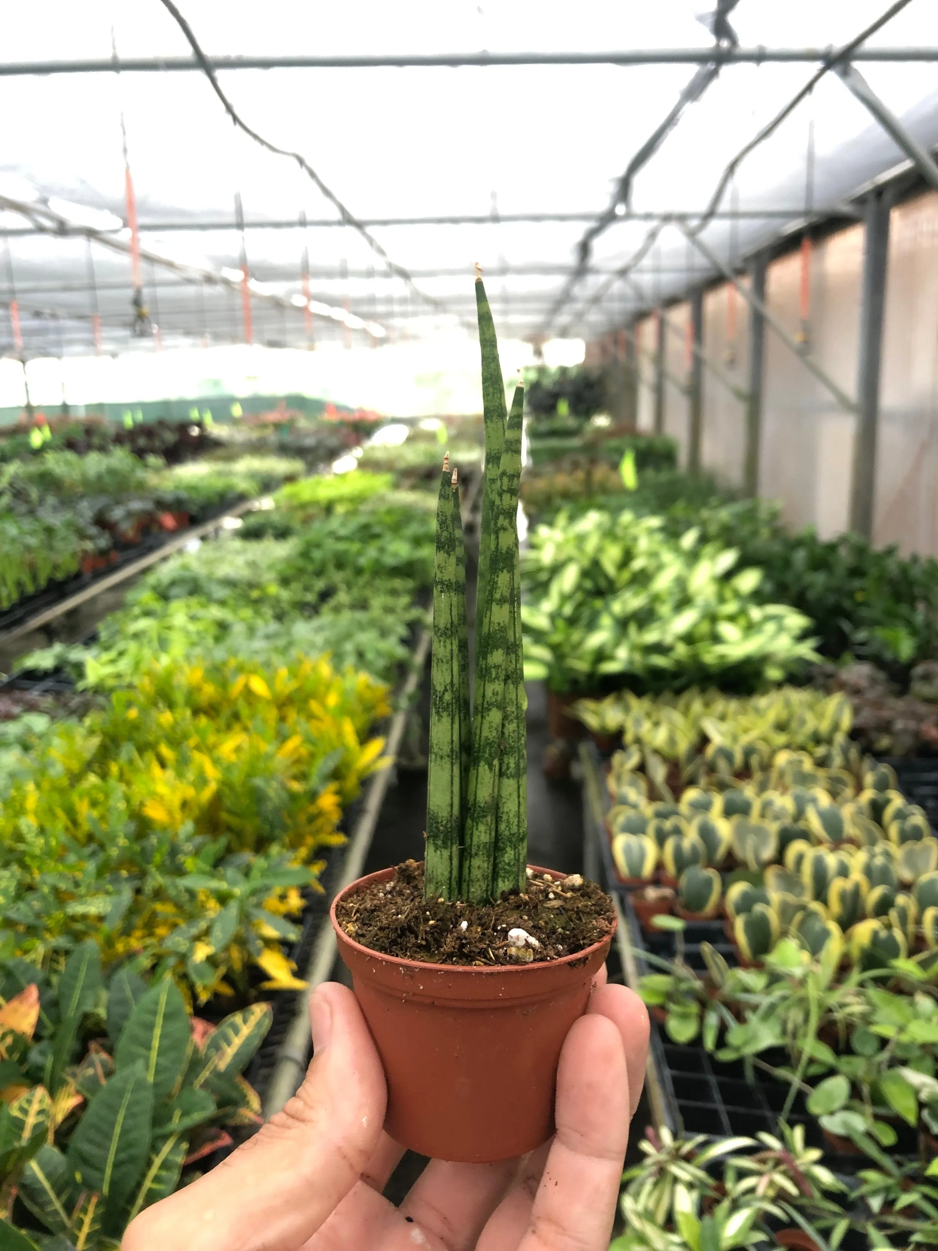 Sansevieria Cylindrica