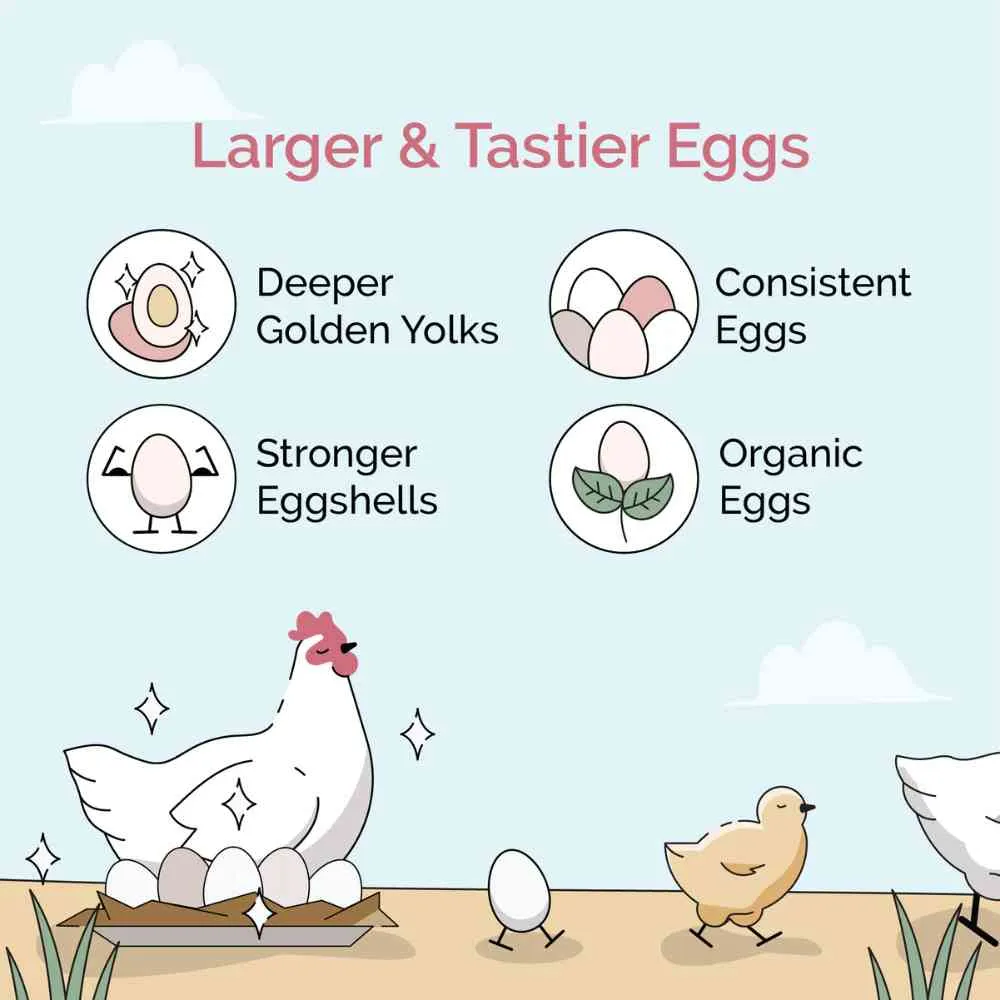 Starter Organic Chicken Feed